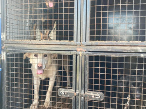 V otřesných podmínkách živořily desítky psů, díky spolkům na ochranu zvířat mají naději na normální život