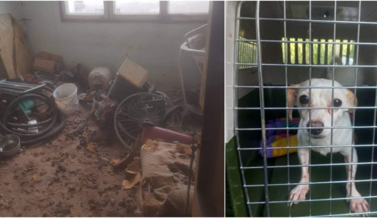 V otřesných podmínkách živořily desítky psů, díky spolkům na ochranu zvířat mají naději na normální život.
