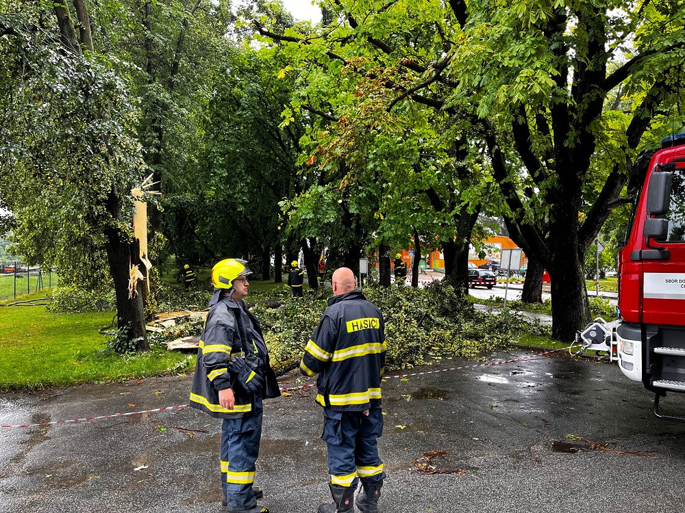 Následky škod v kaštanové aleji v Českých Velenicích. Foto: Daniel-Andreas Kremzow