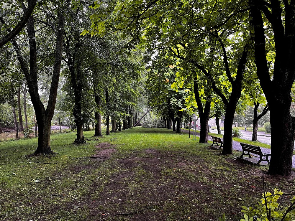Následky škod v kaštanové aleji v Českých Velenicích. Foto: Daniel-Andreas Kremzow