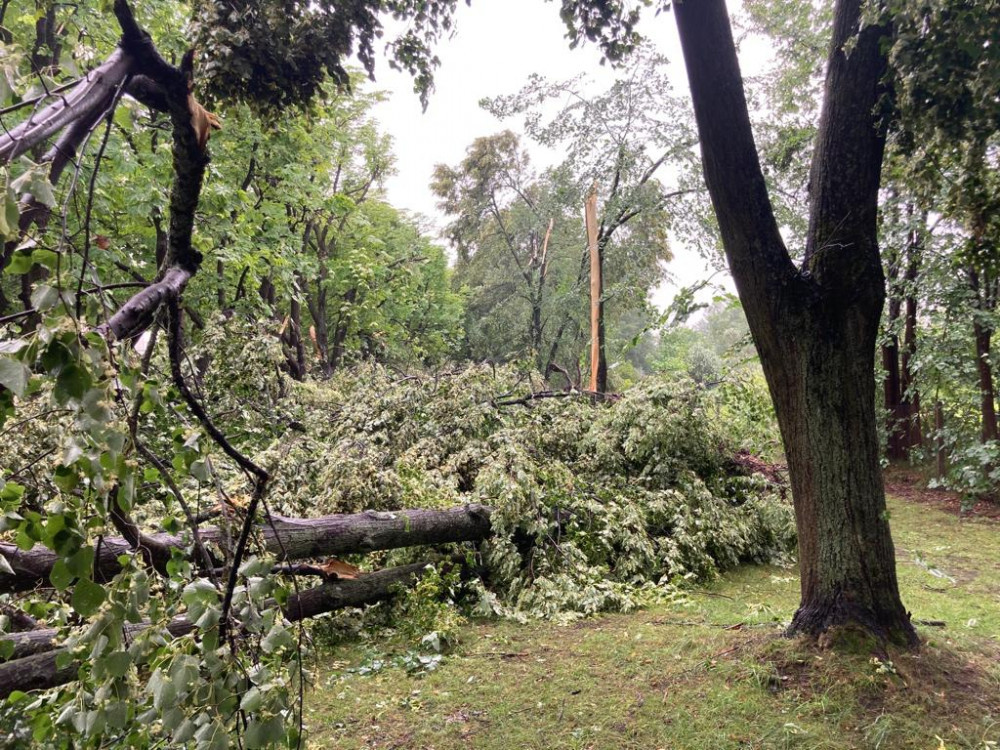 Kaštanová alej ve Velenicích prořídla. Město nechá prověřit stav stromů