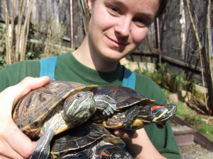Jedna z želv, která se před lety dostala do plzeňské záchranné stanice živočichů, foto: archiv Karla Makoně