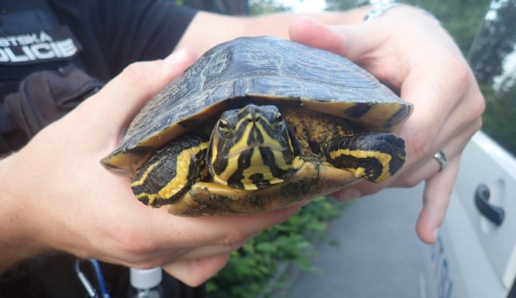 Želvu nádhernou potkal i Plzeňan ve Škoda sport parku, foto: MP Plzeň