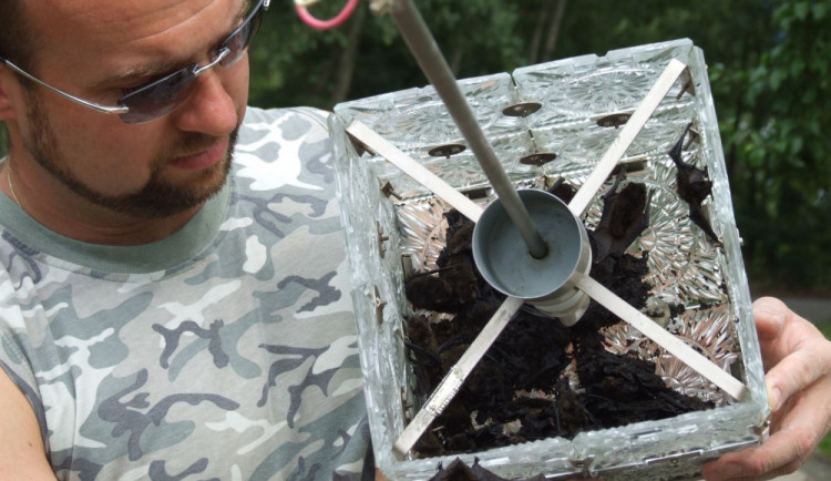 Tisíce netopýrů berou opět útokem Plzeň. Pozor při večerním větrání, umí totálně zdevastovat byty i domy.