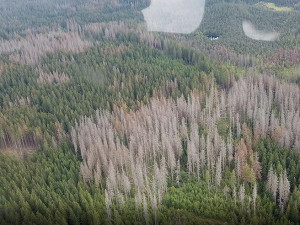 Sucho, kůrovec a nebezpečí požáru. Vyprahlá příroda na Jesenicku dělá starost lesníkům i ochráncům