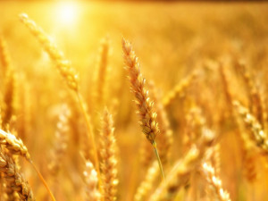 Chemii v obilí už nechceme, hlásí vědci z Brna
