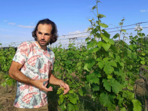 Víno jde i bez pesticidů. Když stříkají, tak sírou, přesličkou nebo kypřicím práškem