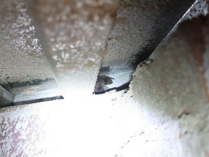 Netopýři neušetřili ani magistrát a obsadili jednu kancelář, výstraha před nimi stále trvá