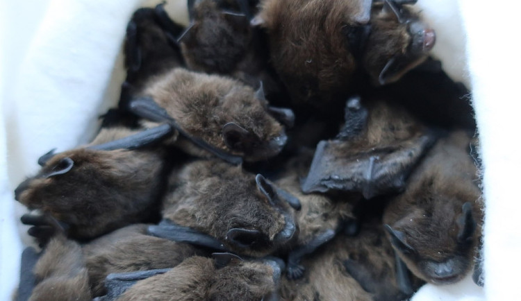 Netopýři neušetřili ani magistrát a obsadili jednu kancelář, výstraha před nimi stále trvá.