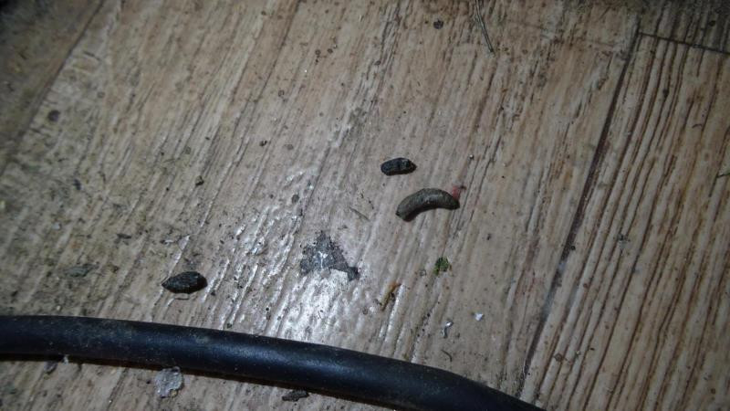 Inspektoři tepali sokolovského majitele zmrzlinového stánku. Byl plný myšího trusu