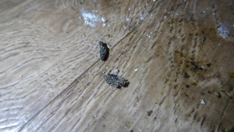 Inspektoři tepali sokolovského majitele zmrzlinového stánku. Byl plný myšího trusu