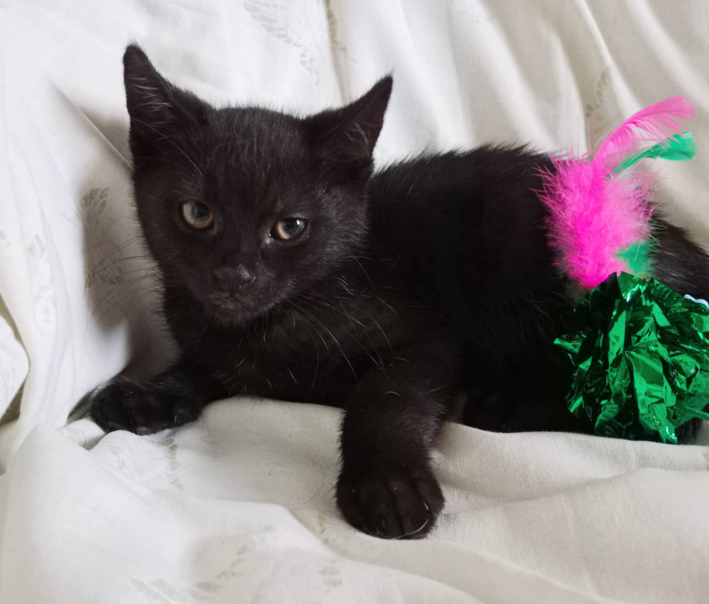 HLEDÁME PÁNÍČKA: Tři černá koťátka z Mourku Prostějov jsou mazlivá a zvyklá na děti