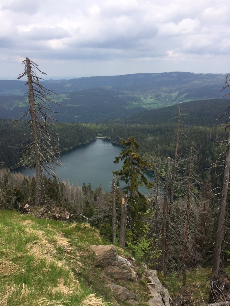 Cesta k Černému a Čertovu jezeru je přístupná jen čtyři dny v týdnu, těží se tam kůrovcové dřevo