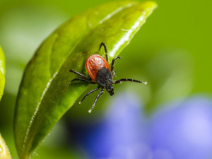 Brněnské nemocnice trápí koronavirus i klíšťata. Očkujte se, radí lékaři