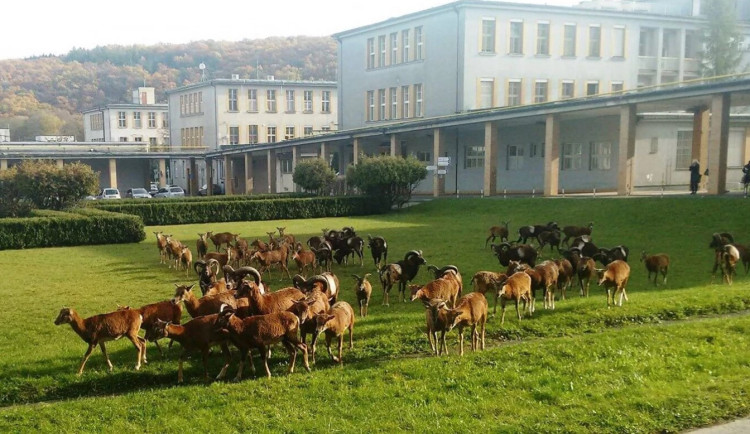 Jak se točí mufloni v nemocnici? Předstírali jsme nezájem, říká režisér Planety Praha