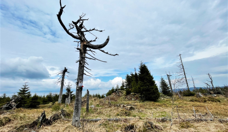 Pouze 100 turistů může jediný den vyjít z české strany k ruinám Juránkovy chaty na vrcholu šumavského Svarohu.