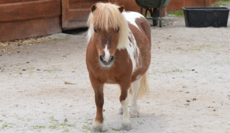 Omluvy za způsobení trýznivé smrti poníka se farmapark od návštěvníka nedočkal, už padlo trestní oznámení.