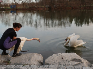 Veterináři udali zubní lékařku, která bravurním zákrokem zachránila život labuti s roztrženým jícnem