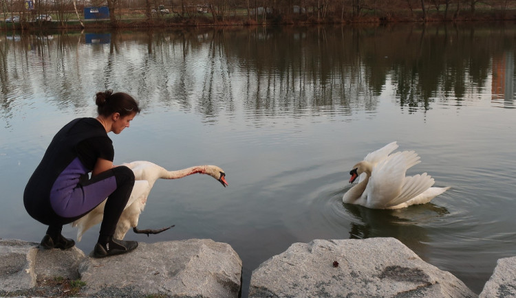 Veterináři udali zubní lékařku, která bravurním zákrokem zachránila život labuti s roztrženým jícnem.
