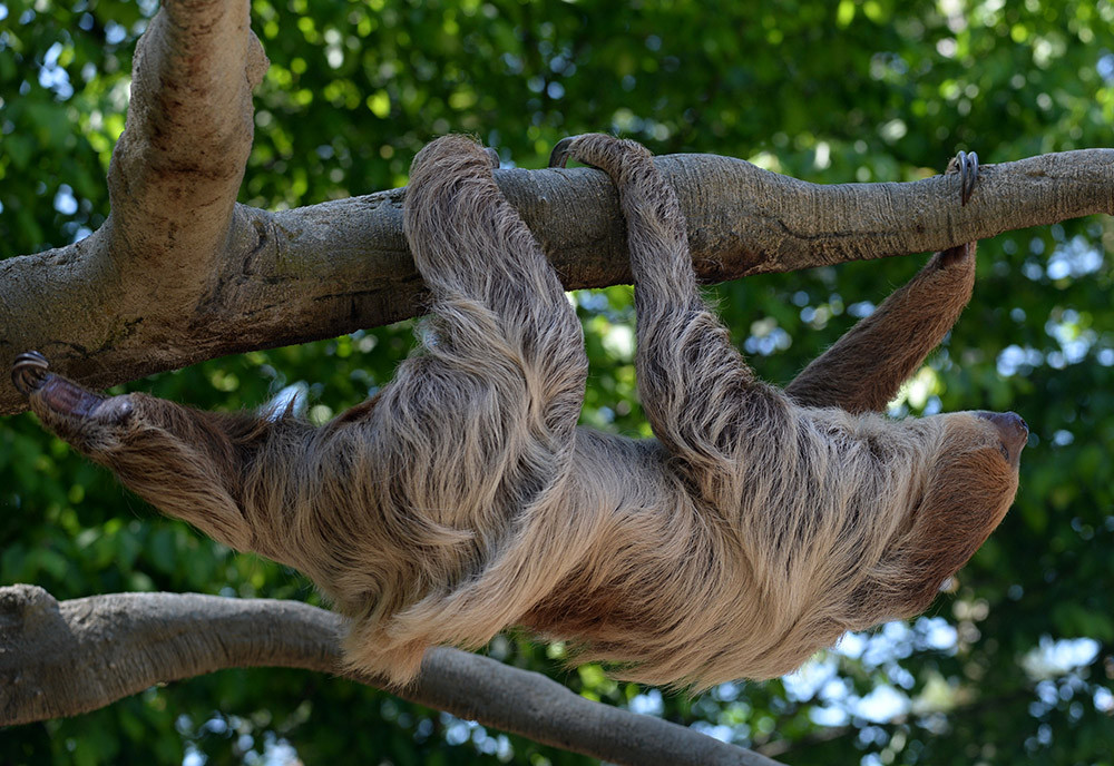 Samice lenochoda dvouprstého Pepina (na snímku) by měla utvořit chovný pár se samcem Louisem