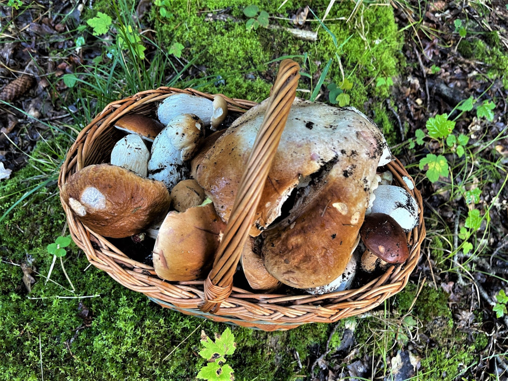 Vyrazili jsme brzy ráno do lesa prověřit, jak rostou houby. Za necelou hodinku máme plný koš