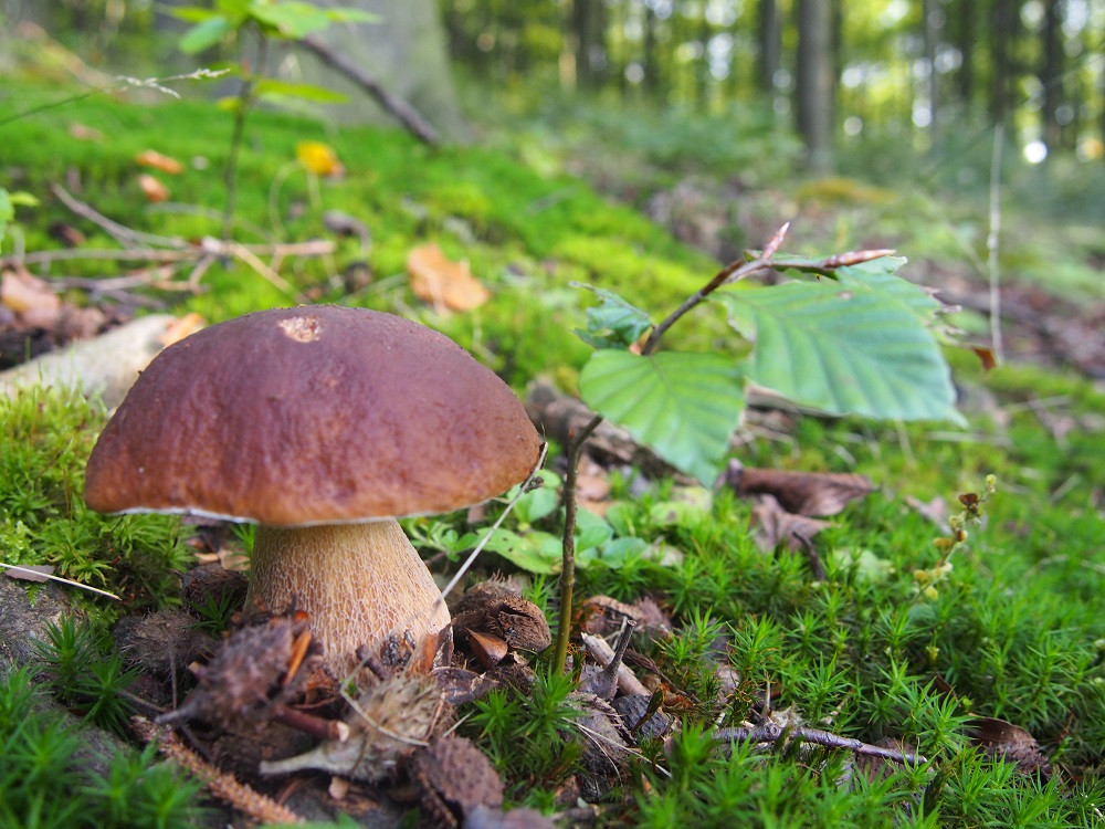 Houby rostou a ne jen babky!