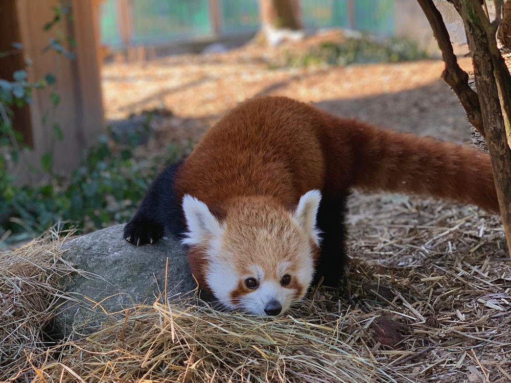 První kroky samičky pandy červené ve výběhu