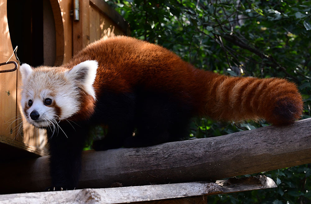 VIDEO: Samička pandy červené se rozkoukává na Svatém Kopečku. Zoologové doufají ve vznik chovného páru