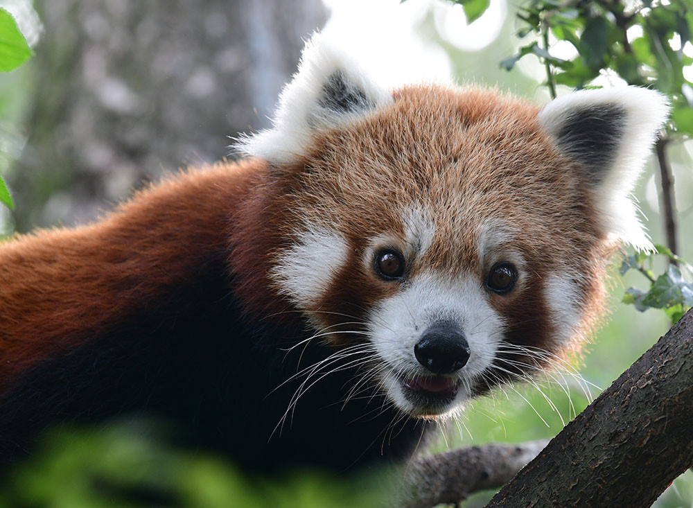 VIDEO: Samička pandy červené se rozkoukává na Svatém Kopečku. Zoologové doufají ve vznik chovného páru