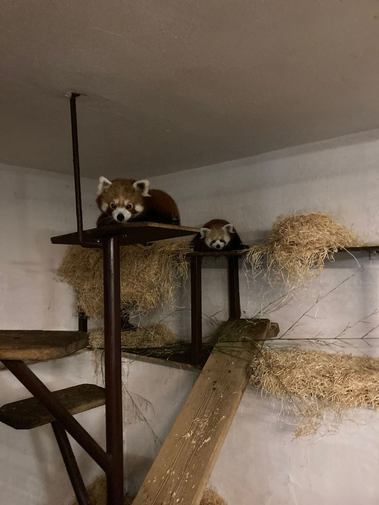 VIDEO: Samička pandy červené se rozkoukává na Svatém Kopečku. Zoologové doufají ve vznik chovného páru