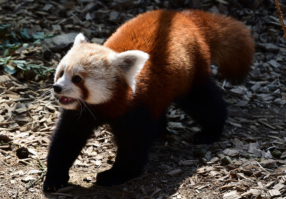 VIDEO: Samička pandy červené se rozkoukává na Svatém Kopečku. Zoologové doufají ve vznik chovného páru