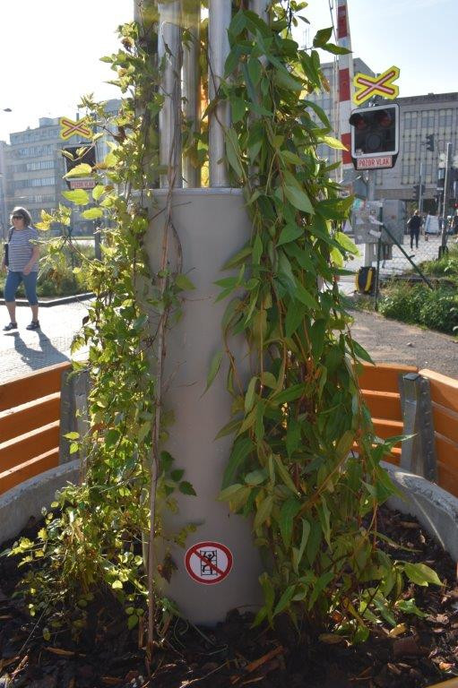 Šestka instalovala zelené lampy. Inspirovala se v Singapuru