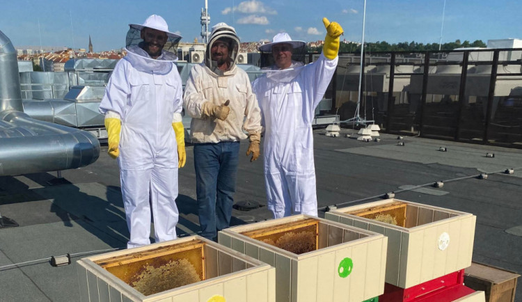 Střecha hotelu v centru Prahy se stala domovem pro devadesát tisíc včel