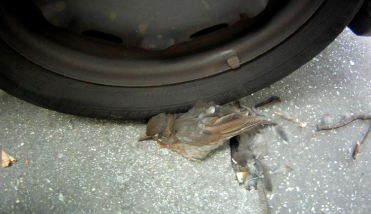 Strážci brněnského zákona vytáhli ptáka. Byl pod autem