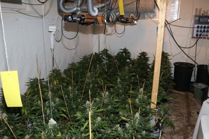 Tuto pěstírnu odhalili na Plzeňsku kriminalisté z TOXI týmu