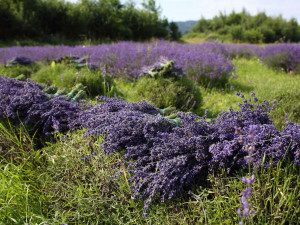 České Provence. Blahodárné účinky levandulí poznávají tisíce návštěvníků areálu kousek za Prahou