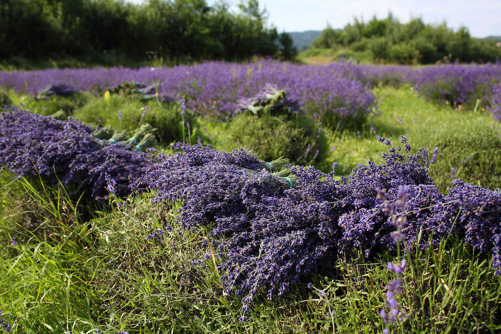 České Provence. Blahodárné účinky levandulí poznávají tisíce návštěvníků areálu kousek za Prahou