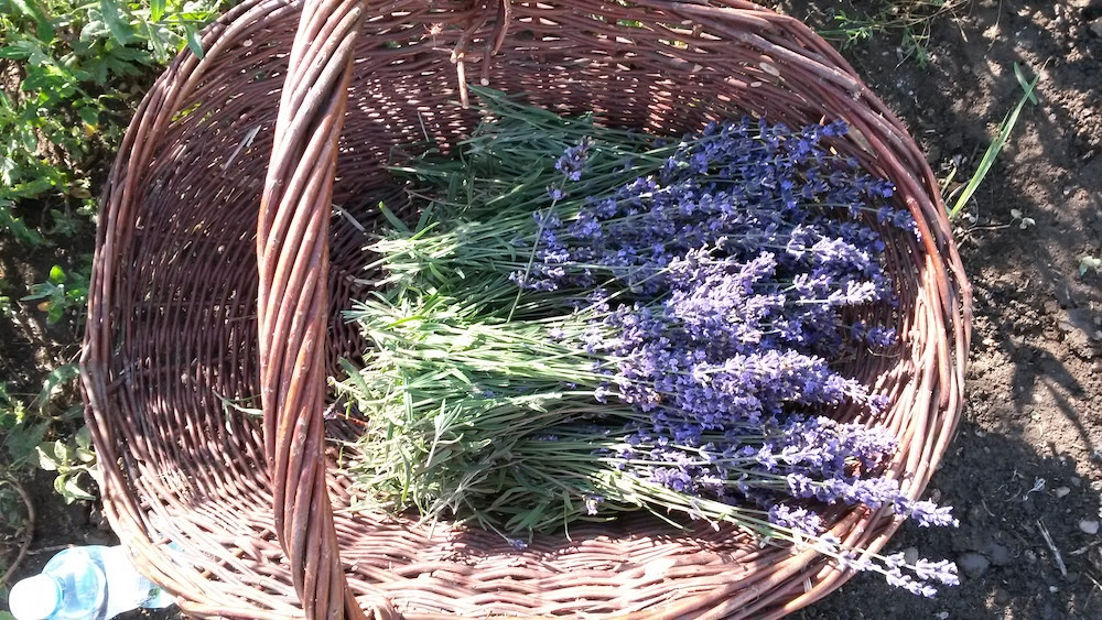 České Provence. Blahodárné účinky levandulí poznávají tisíce návštěvníků areálu kousek za Prahou