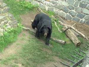 Medvěd Jirka na Konopišti podle aktivistů trpí. Má odpovídající podmínky, zní ze zámku