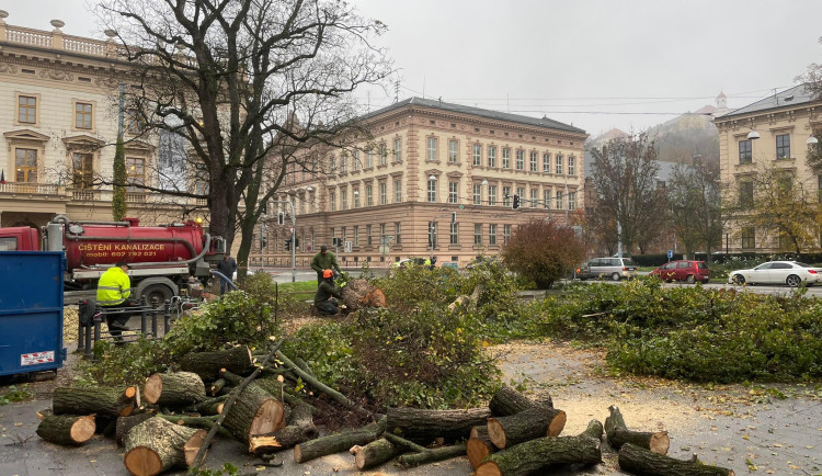 V centru Brna šla k zemi vzrostlá lípa. Odborníci se báli, že spadne