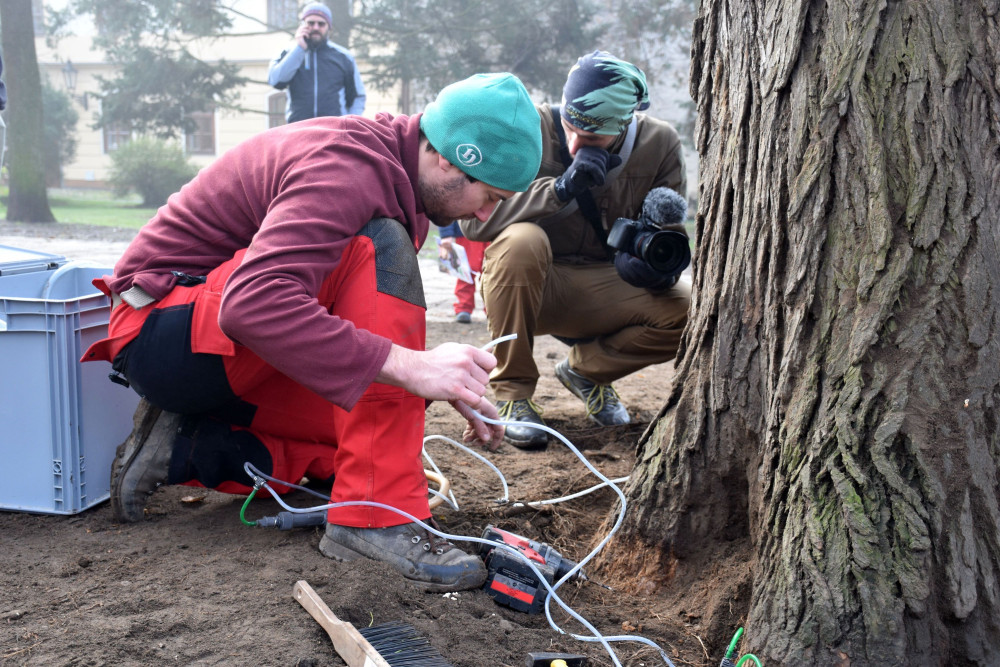 Unikátní jilm, který stojí v Písku, se dočkal speciálního ošetření