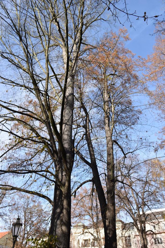 Unikátní jilm, který stojí v Písku, se dočkal speciálního ošetření