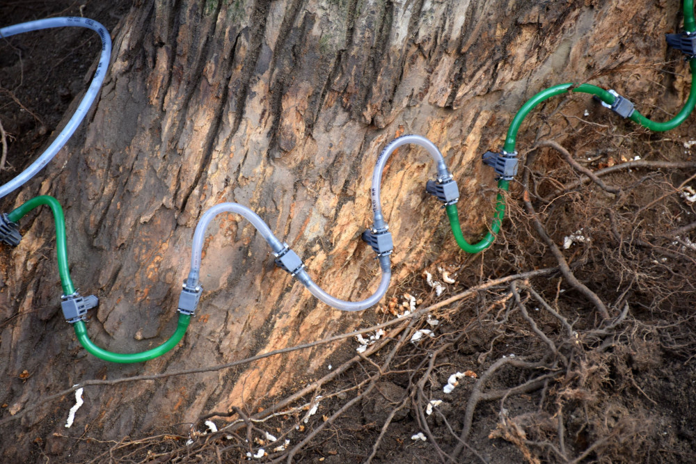 Unikátní jilm, který stojí v Písku, se dočkal speciálního ošetření