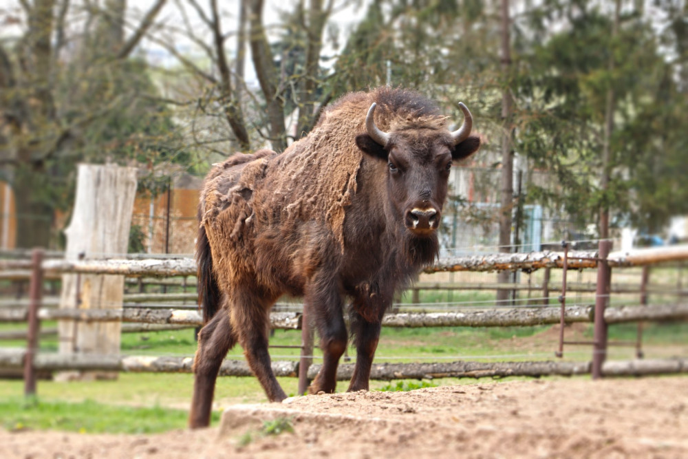 Zubří slečna Onica odcestovala z plzeňské zoo, bude se tam prohánět s divoce žijícím stádem v v Azerbajdžánu