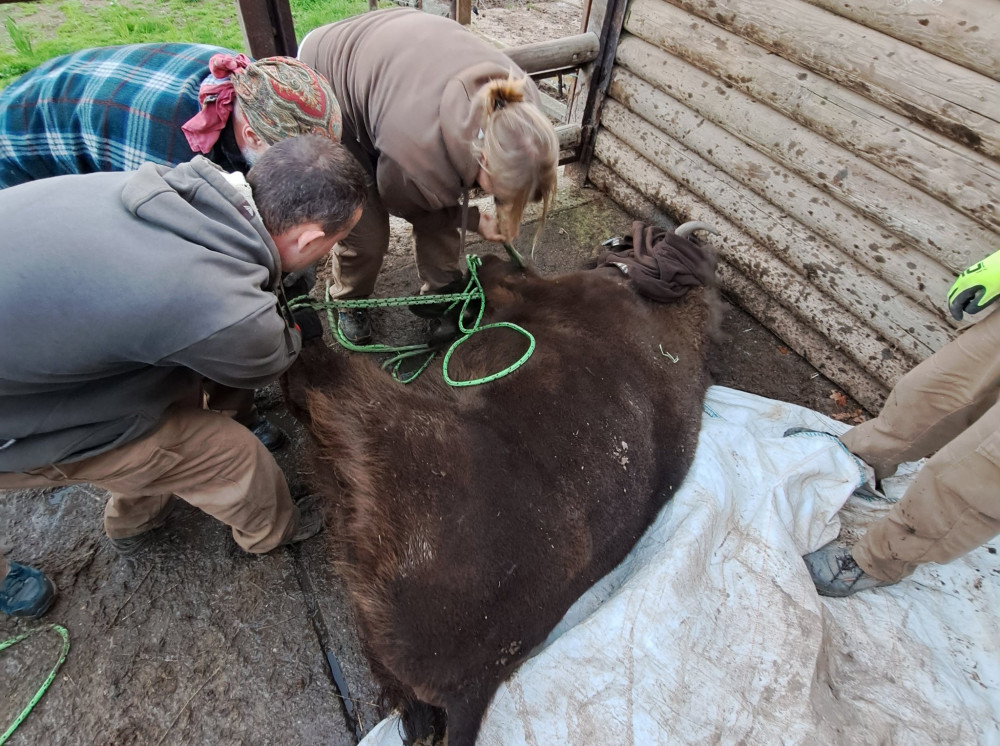 Zubří slečna Onica odcestovala z plzeňské zoo, bude se tam prohánět s divoce žijícím stádem v v Azerbajdžánu