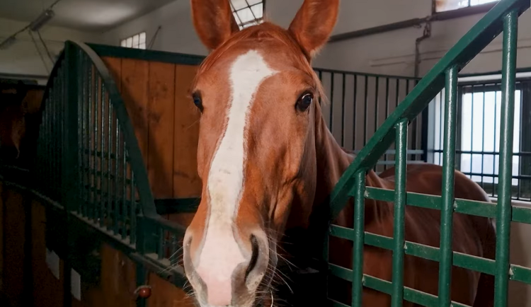 Policisté z Brna dostali posily. Koně pošlou na demonstrace i pátračky