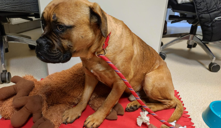 Bojovník se šrámy na duši. V Brně pečují o psa, který uvízl pod autem