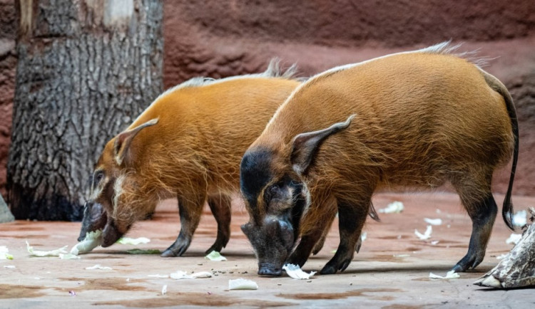 Do Rezervace Dja v pražské zoo se ke gorilám přistěhovali štětkouni