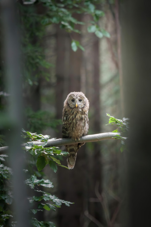 Nedbáte na rozšiřování divoké přírody v Jeseníkách, naopak umožňuje její ničení, kritizují ochránci přírody správu. Ta to odmítá