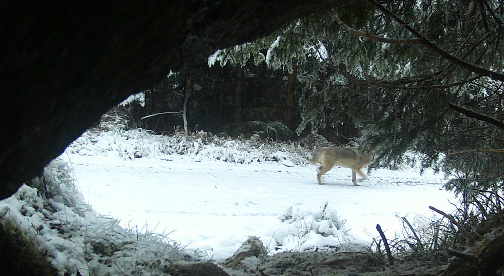 Nedbáte na rozšiřování divoké přírody v Jeseníkách, naopak umožňuje její ničení, kritizují ochránci přírody správu. Ta to odmítá